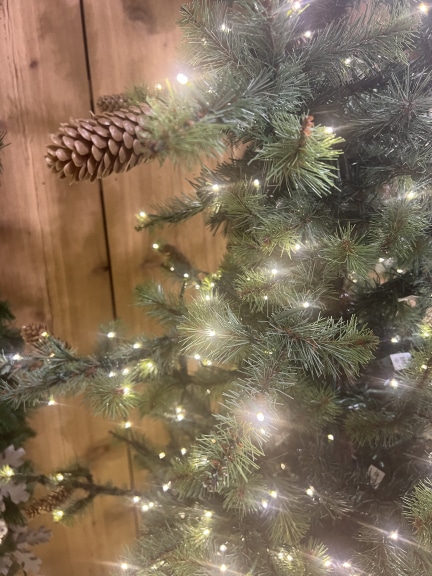 Rocky Mountain Blue Spruce by St Nicks™️