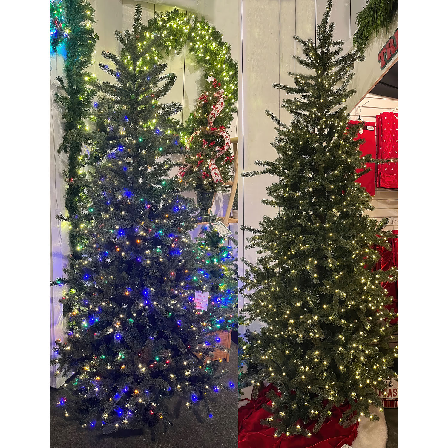 Slendar Grand Spruce gigapixel low Resolution V2 6x